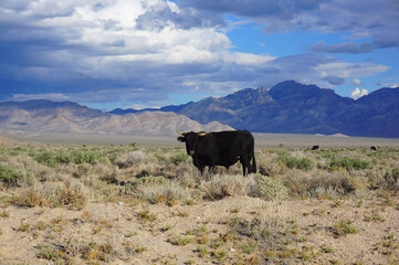 アメリカ　エリア51近くの荒野にいる飼育されているとは思えない謎の牛