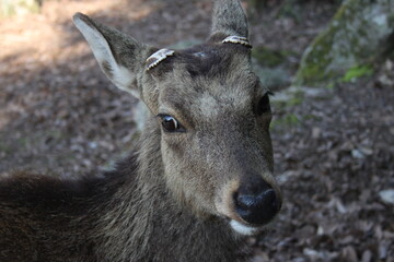 Miyajima Deer