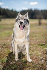 portrait of adult czechoslovakian wolfdog (8 years)