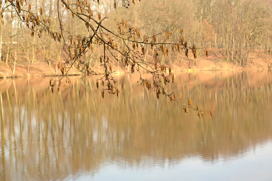 A branch of flowering black alder bowed over the lake. Spring