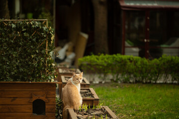 street red cat sits on the street in the yard
