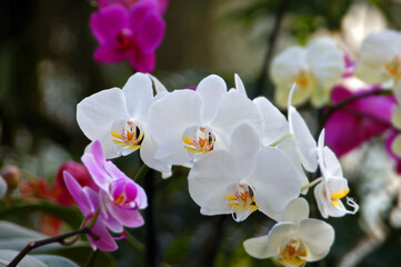Fototapeta na wymiar Orchid flower in garden
