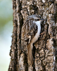 Brown Creeper bird Photo. On a tree trunk looking for insect in its environment and habitat and displaying camouflage brown feathers, curved claws hook. Close-up. Image. Picture. Portrait.