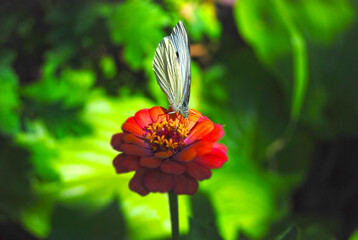 Cabbage butterfly on zinnia flower