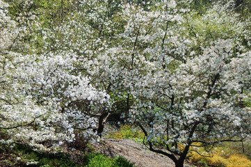 Bloomy magnolia tree