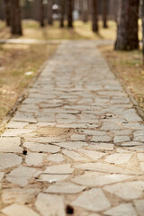 Stone path in the forest background.