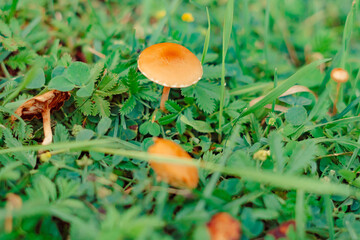mushrooms grow green in the grass