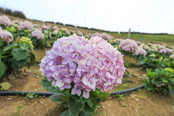 Close up Hydrangea flower and cloud in blue sky