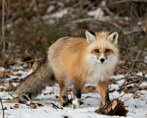 Naklejka premium Red Fox Photo Stock. Unique fox close-up profile walking towards you and looking at camera in the winter season in its environment and habitat with blur snow background. Fox Image.