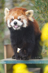 Red panda with yellow flowers