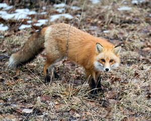 Naklejka na ściany i meble Red Fox Photo Stock. Close-up profile view in the spring season with blur background and enjoying its environment and habitat. Fox Image.