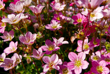 immagine a tutto campo di moltitudine di fiorellini vivaci