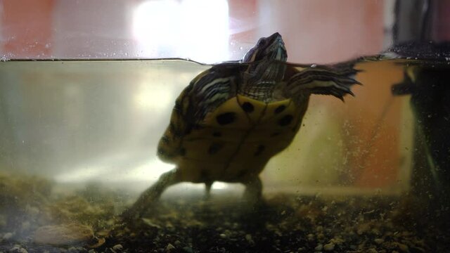Turtle swimming in aquarium and looking into camera with curiosity. Concept turtles as pets.