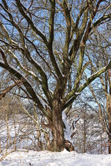 bare tree in the snow