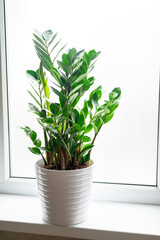 green plant zamioculcas zamiifolia in a white flower pot on the windowsill on the background of the window. interior of the house room