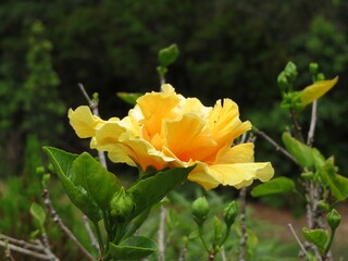 closeup of yellow hibiscus flower