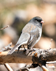 Junco Dark-eyed Photo. Perched on a branch displaying grey feather plumage, head, eye, beak, feet, with a blur background in its environment and habitat. Image. Picture. Portrait.