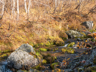 Waterfall near the Vachkazhets mountain range. Water flows over the stones against the backdrop of autumn grass and forest. Kamchatka Peninsula, Russia.