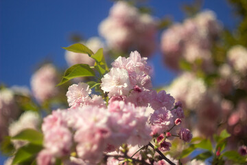 Blooming sakura close-up. Pink lush spring flowers on a branch.