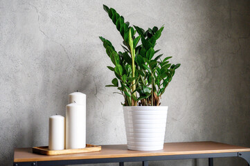 large white new candles in a wooden stand and zamioculcas zamiifolia plant in white flower pot on...