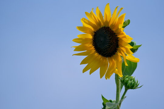 合弁花類 の画像 5 件の Stock 写真 ベクターおよびビデオ Adobe Stock