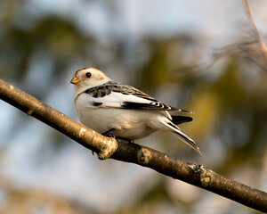 Snow bunting Photo Stock. Close-up view, perched on a tree branch with a blur background in its environment and habitat. Image. Picture. Portrait.