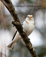 Snow bunting Photo Stock. Close-up view, perched on a tree branch with a blur background in its environment and habitat. Image. Picture. Portrait.