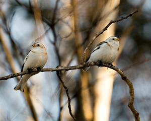 Snow bunting Photo Stock. Couple perched on a tree branch with a blur background and enjoying their environment and habitat. Image. Picture. Portrait. Image. Picture. Portrait.