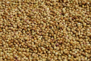 Coriander seeds. Full frame view of dry coriander spices kept for sale in the market.. Close up of...