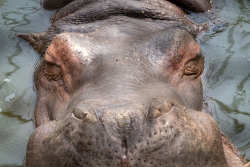 Close up Hippo Face View