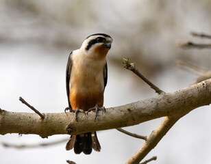 Collared Falconet Sitting on Branch