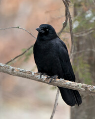 Raven Photo Stock. Perched on a tree branch with blur forest background in its environment and habitat. Image. Picture. Portrait.