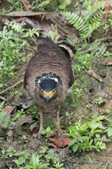 Crested Serpent Eagle Eating Crab