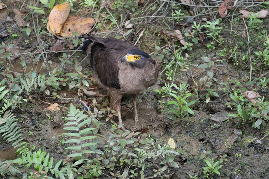 Crested Serpent Eagle Eating Crab