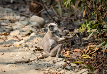 Gray Langur Picking Berries from Bush