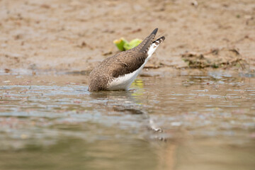Green Sandpiper Dipping its Head under Water