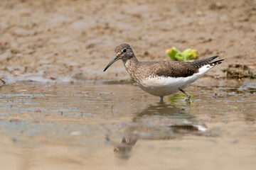 Green Sandpiper in the Water