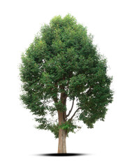 Fototapeta premium tree isolated on white background