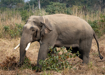 Fototapeta premium Injured WIld Elephant