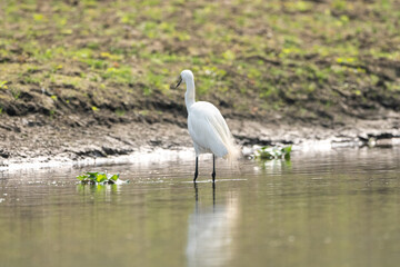 Intermediate Egret Wading in River