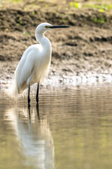 Intermediate Egret Wading in River