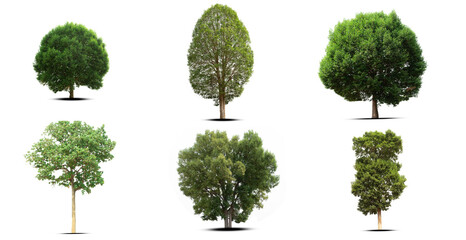 set of green trees isolated
