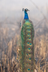 Fototapeta premium Male Peacock Perched on Stump
