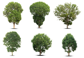 set of green trees isolated