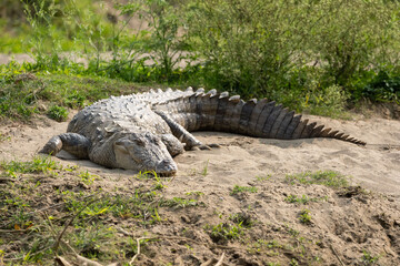 Muggar Crocodile Resting on Riverbank