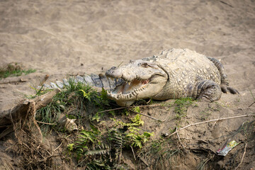 Muggar Crocodile With Open Mouth
