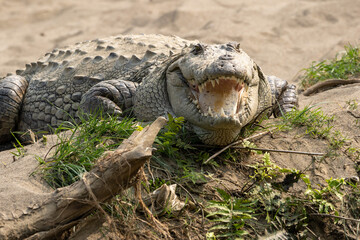 Obraz premium Muggar Crocodile With Open Mouth