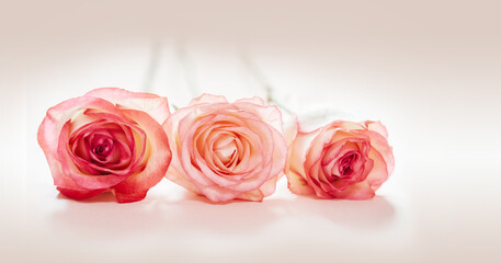 Pink peach rose flowers isolated on light pink background, wedding and Valentine's day background