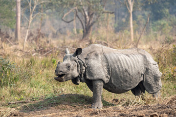 Obraz na płótnie Canvas One Horned Rhino Grazing