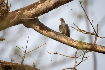 Oriental Honey Buzzard Perched on Branch